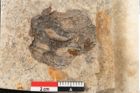 Foto (Detailansicht) von Pinus holothana Unger (NHMW-GEO-2024-0188-8084)